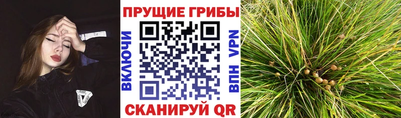 где найти   Нолинск  omg ссылки  Галлюциногенные грибы Psilocybine cubensis 